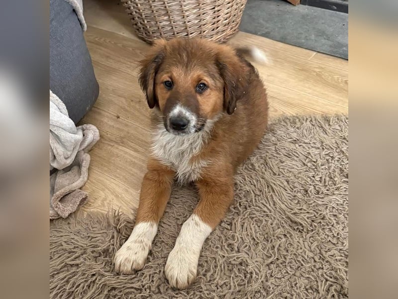 Rumi ein traumhaft lieber Welpenbub