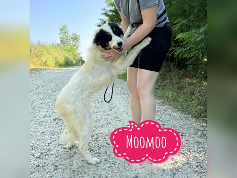 Moomoo braucht Liebe