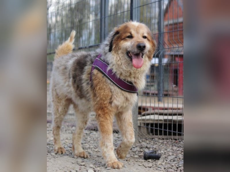 Pipi ❤️ loyale, verschmuste Hundedame!