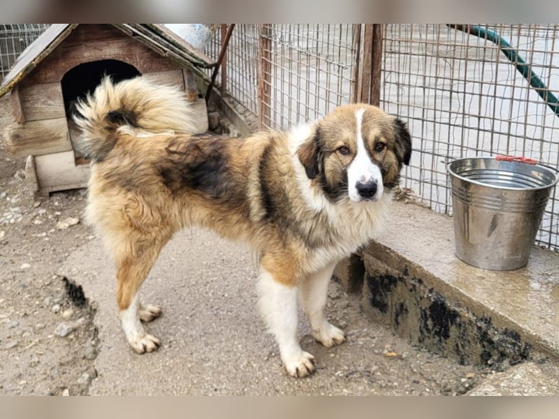 Lebensfroher Jonesy sucht Zuhause