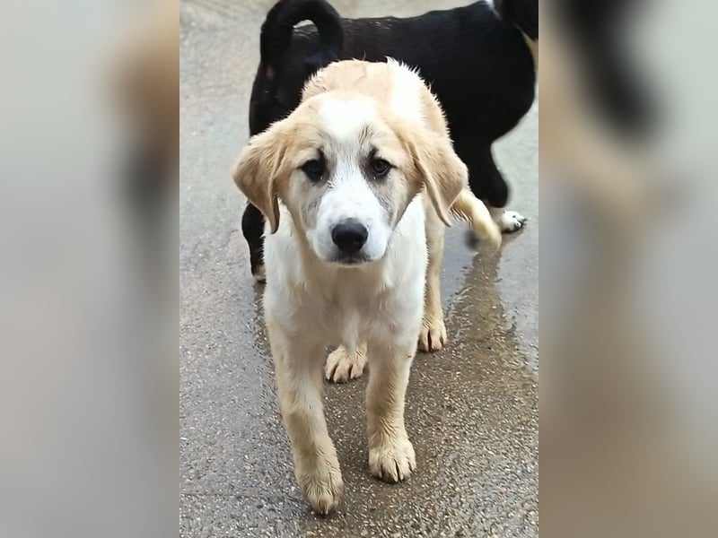 Herdi-Mix ♥ JOKO ♥ ein wahres Schätzchen