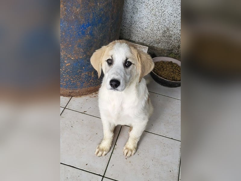 Schätzchen ♥ JOKO ♥ Herdi-Welpen-Mix