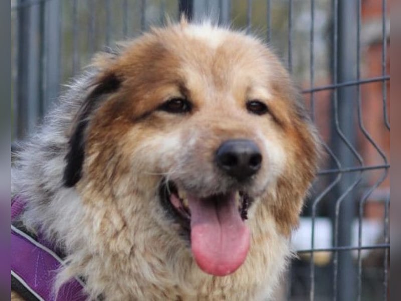 Pipi ❤️ loyale, verschmuste Hundedame!