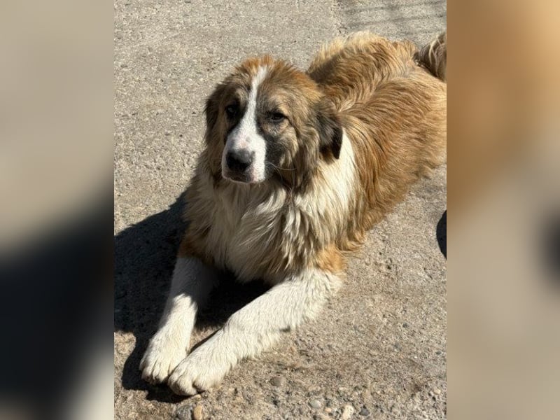 Lebensfroher Jonesy sucht Zuhause