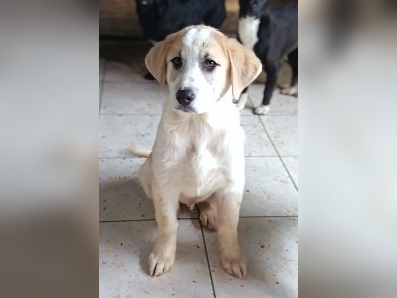 Herdi-Mix ♥ JOKO ♥ ein wahres Schätzchen