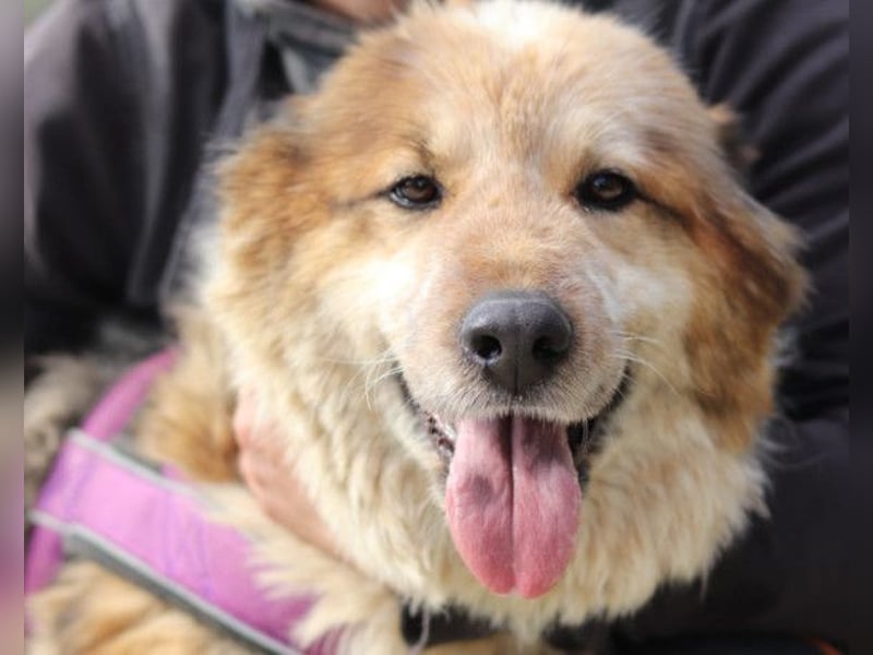 Pipi ❤️ loyale, verschmuste Hundedame!