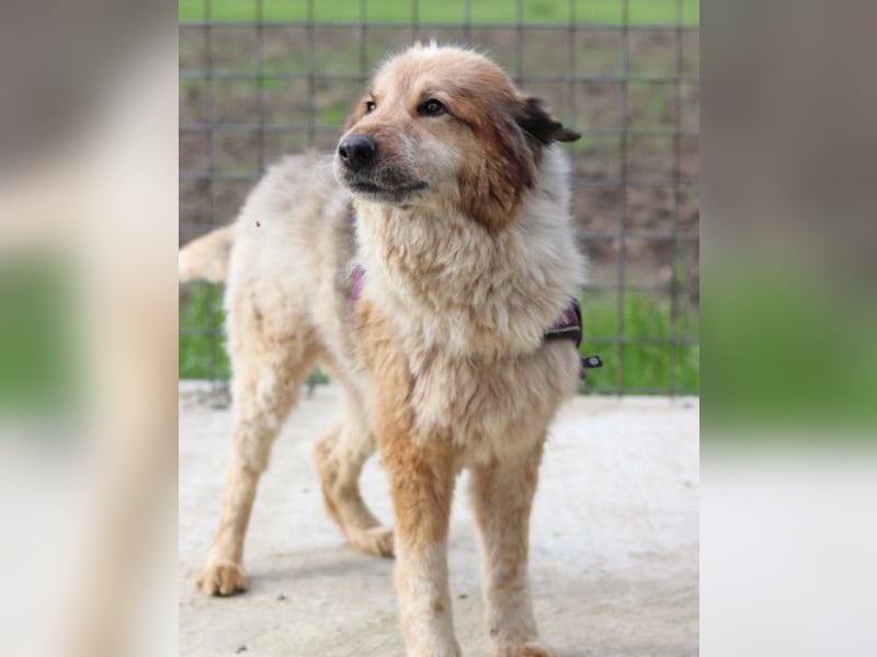 Pipi ❤️ loyale, verschmuste Hundedame!