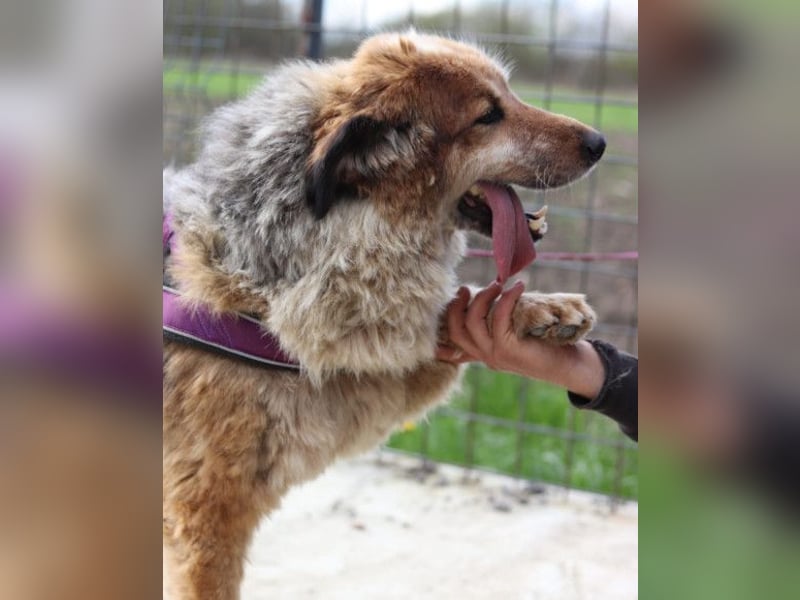 Pipi ❤️ loyale, verschmuste Hundedame!