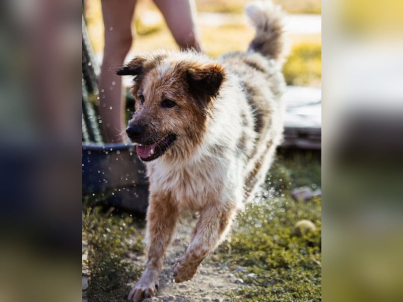 Pipi ❤️ loyale, verschmuste Hundedame!