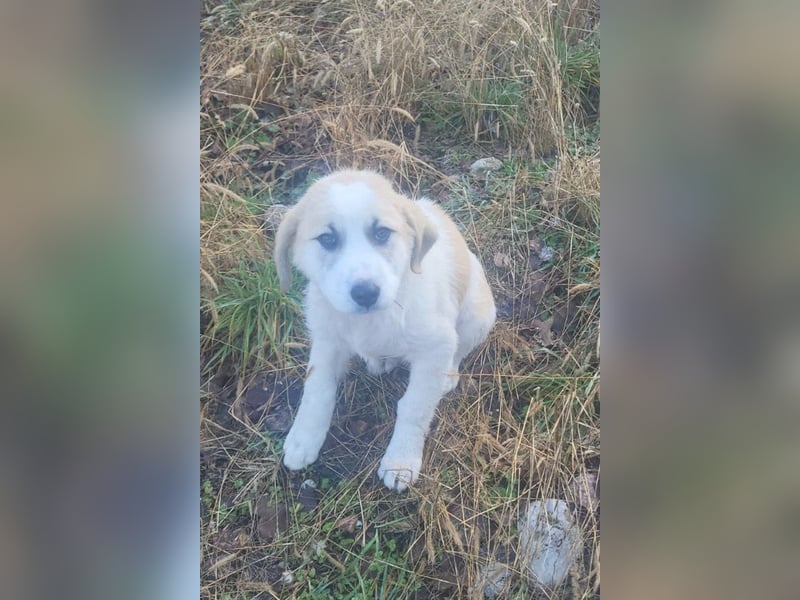 Herdi-Mix ♥ JOKO ♥ ein wahres Schätzchen