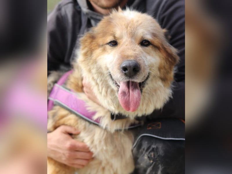 Pipi ❤️ loyale, verschmuste Hundedame!