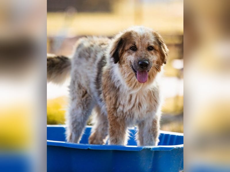 Pipi ❤️ loyale, verschmuste Hundedame!