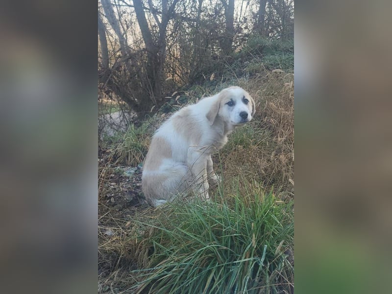 Herdi-Mix ♥ JOKO ♥ ein wahres Schätzchen