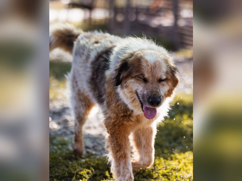 Pipi ❤️ loyale, verschmuste Hundedame!