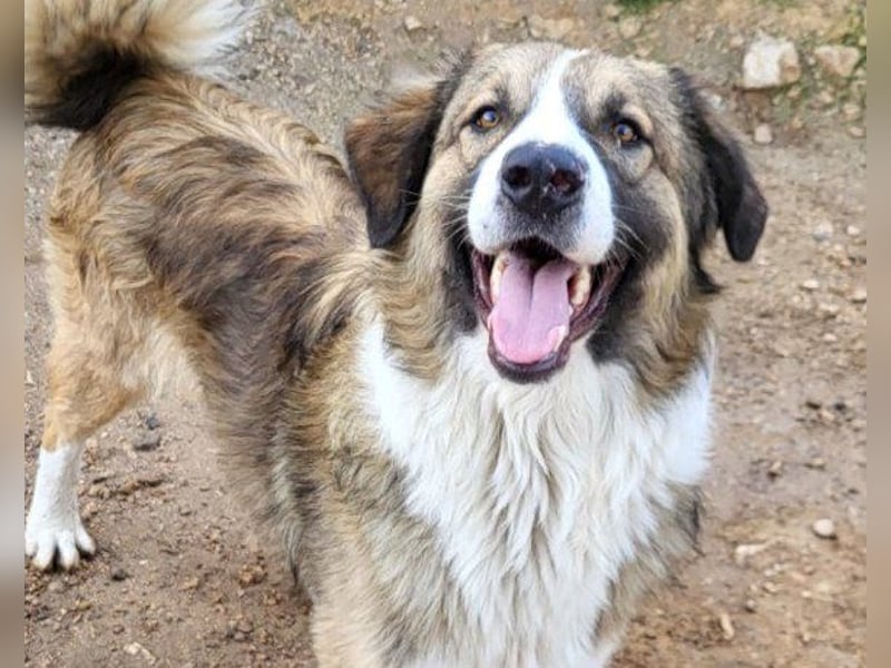 Liebste Flitzpiepe ♥ Jonesy ♥ Temperament mit Herz