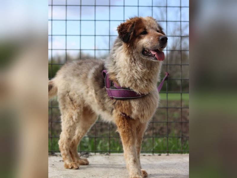 Pipi ❤️ loyale, verschmuste Hundedame!