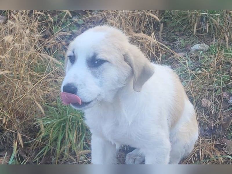 Herdi-Mix ♥ JOKO ♥ ein wahres Schätzchen