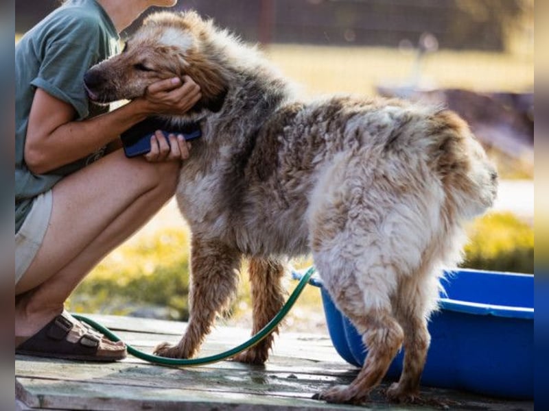 Pipi ❤️ loyale, verschmuste Hundedame!