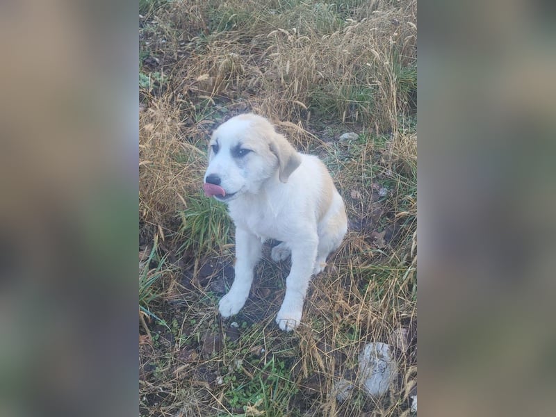 Schätzchen ♥ JOKO ♥ Herdi-Welpen-Mix