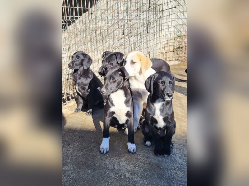 Schätzchen ♥ JOKO ♥ Herdi-Welpen-Mix