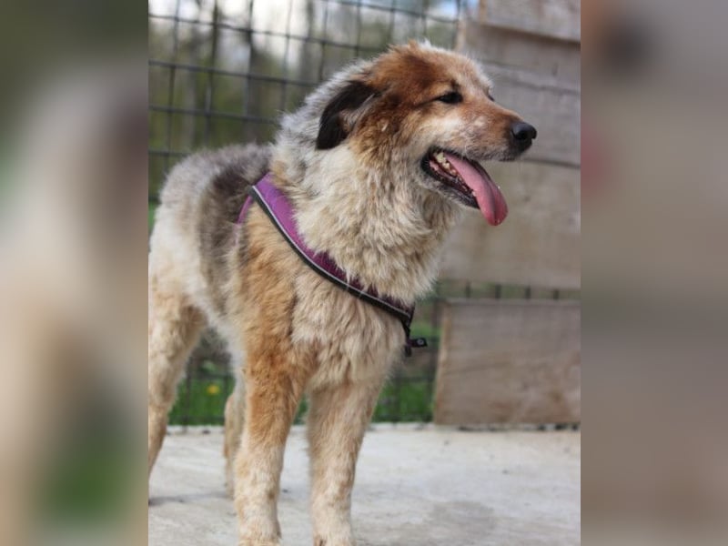 Pipi ❤️ loyale, verschmuste Hundedame!