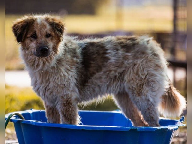 Pipi ❤️ loyale, verschmuste Hundedame!