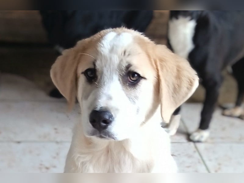 Herdi-Mix ♥ JOKO ♥ ein wahres Schätzchen