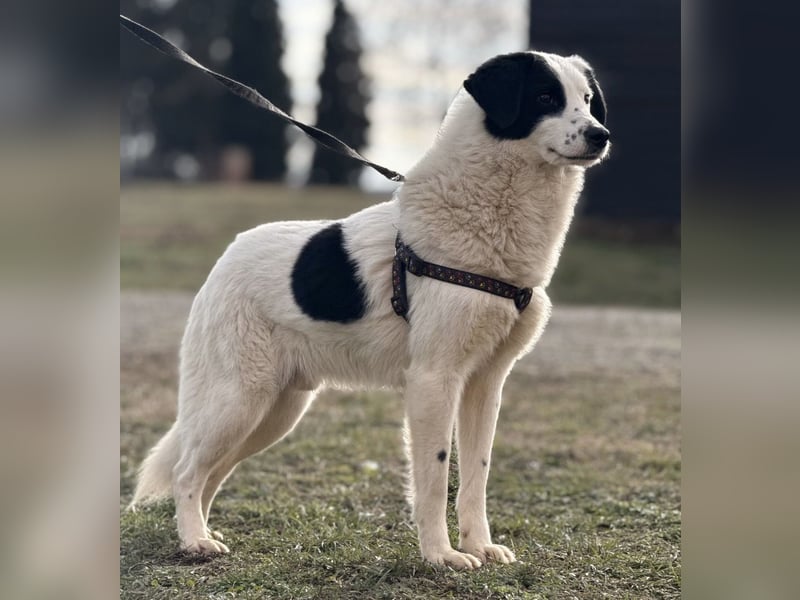 Puki eine gebrochene Seele