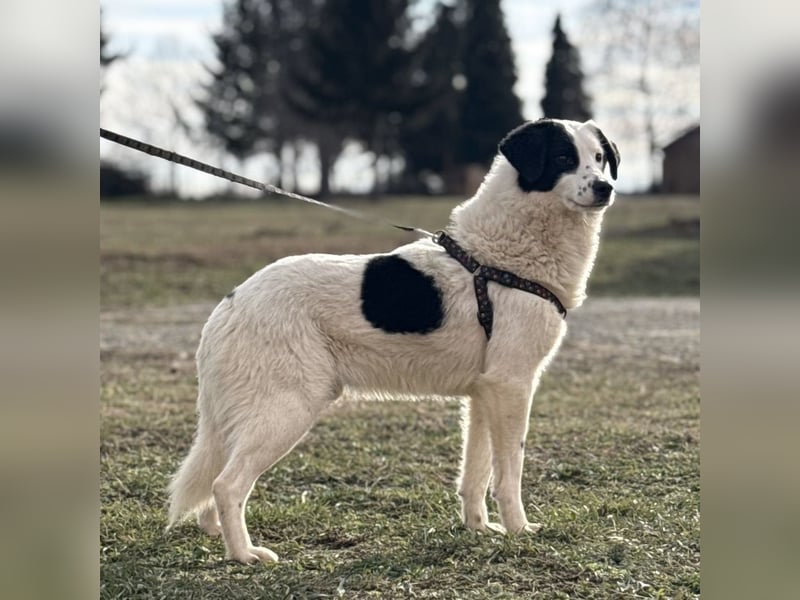 Puki eine gebrochene Seele