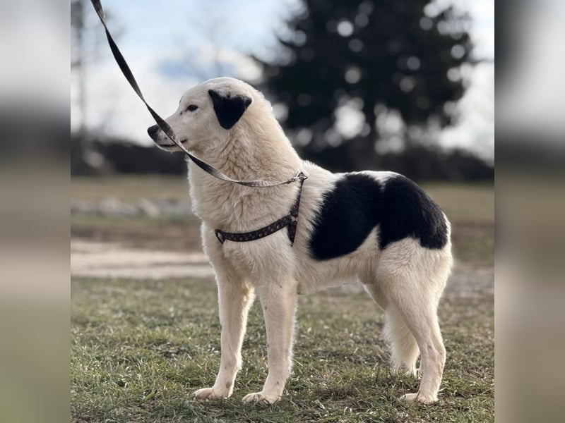 Puki eine gebrochene Seele