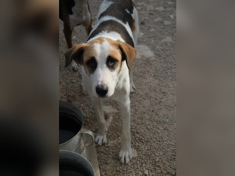 Ariela freundliche Tornjak Mischling Hündin Herdenschutzhund sucht Zuhause oder Pflegestelle