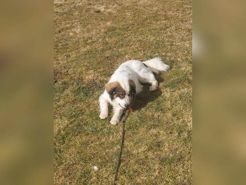 Schlauer Herdenschutzhund Mischling Po sucht seine Menschen