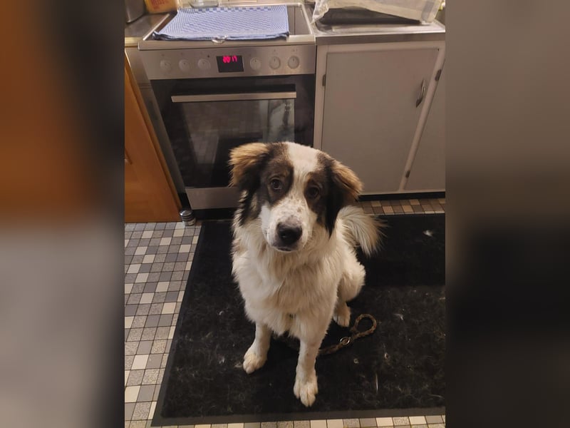Schlauer Herdenschutzhund Mischling Po sucht seine Menschen