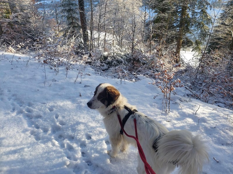 Schlauer Herdenschutzhund Mischling Po sucht seine Menschen