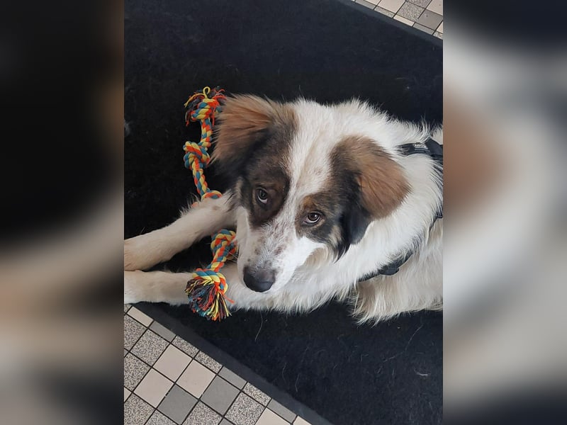 Schlauer Herdenschutzhund Mischling Po sucht seine Menschen