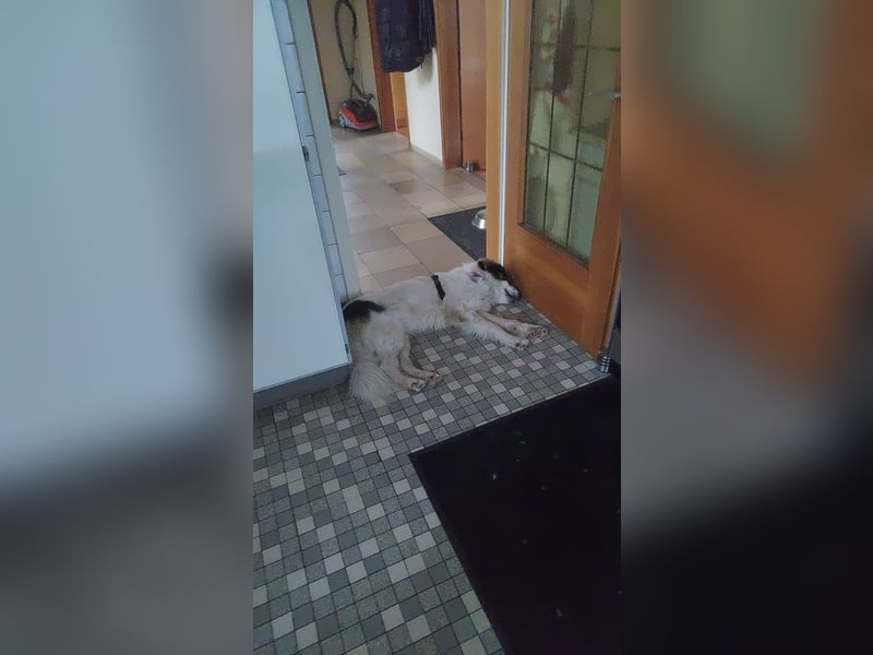 Schlauer Herdenschutzhund Mischling Po sucht seine Menschen