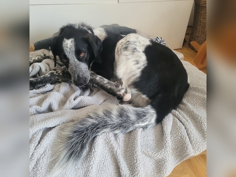 Liebevoller BOBI sucht sein Zuhause ❤️