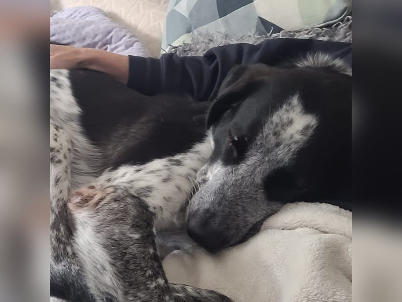 Liebevoller BOBI sucht sein Zuhause ❤️