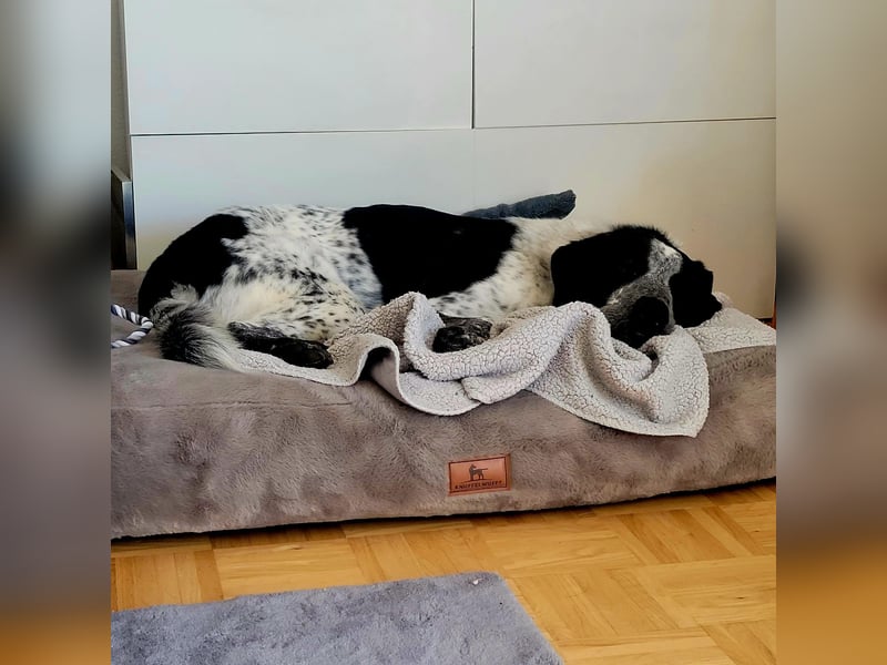 Liebevoller BOBI sucht sein Zuhause ❤️