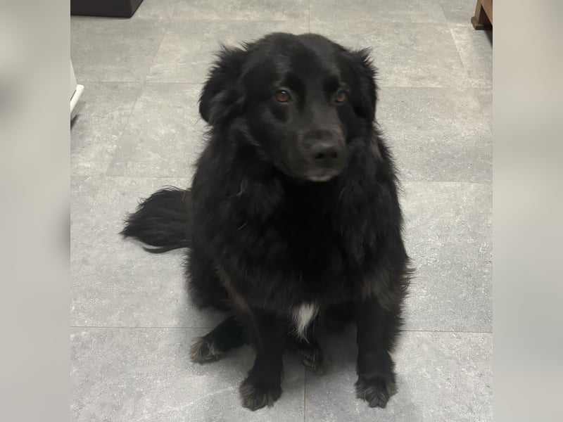 Lika eine schwarze Perle zum lieb haben