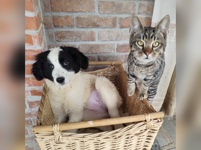 Kika ein kleines Schäfchen Kika ein kleines Schäfchen