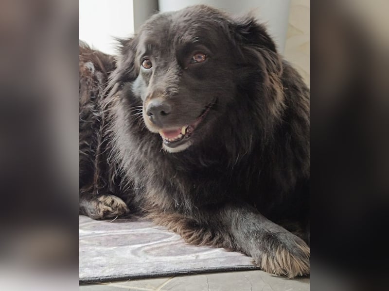 Lika eine schwarze Perle zum lieb haben