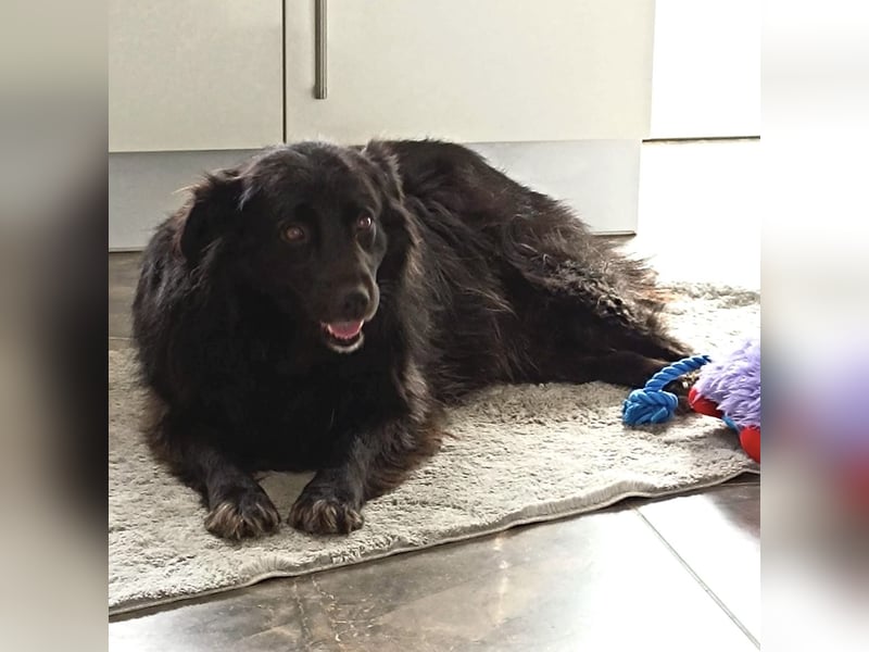 Lika eine schwarze Perle zum lieb haben