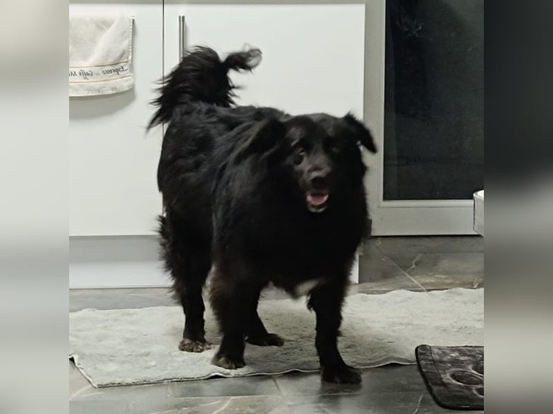 Lika eine schwarze Perle zum lieb haben