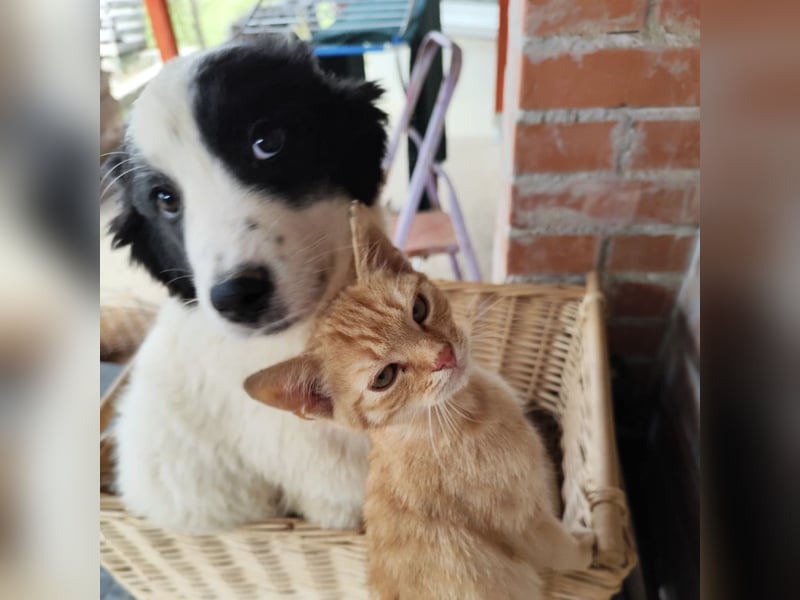 Kika ein kleines Schäfchen Kika ein kleines Schäfchen