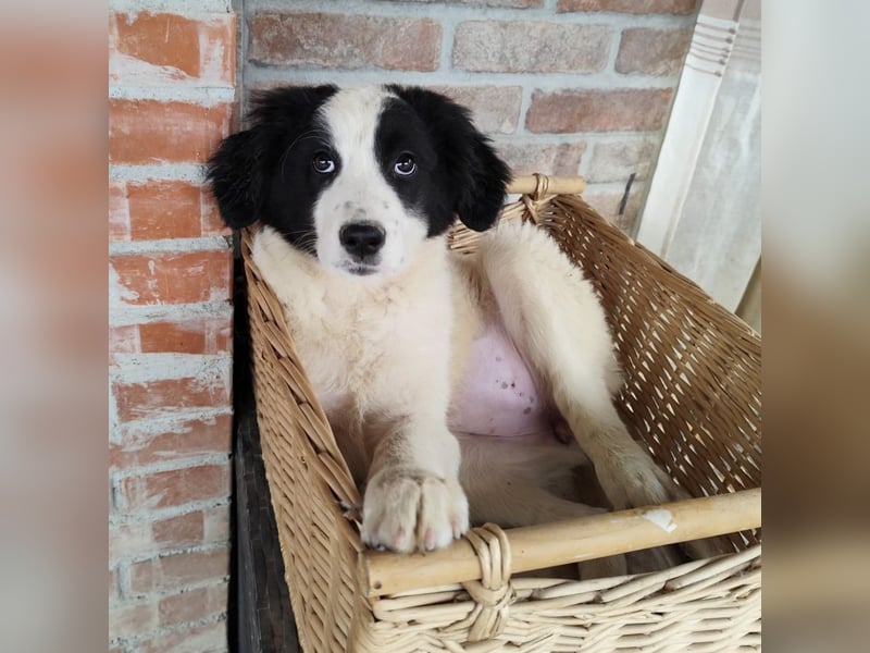 Kika ein kleines Schäfchen Kika ein kleines Schäfchen