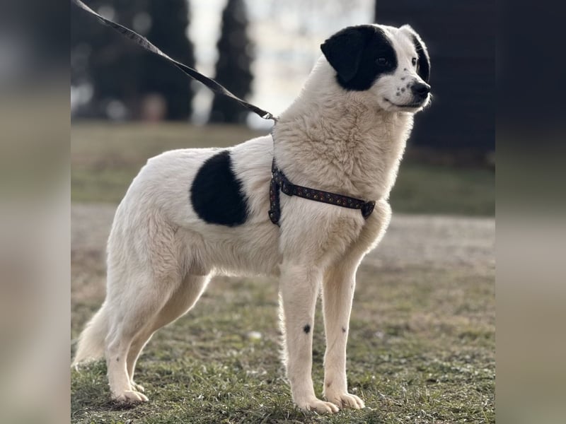 Puki eine gebrochene Seele