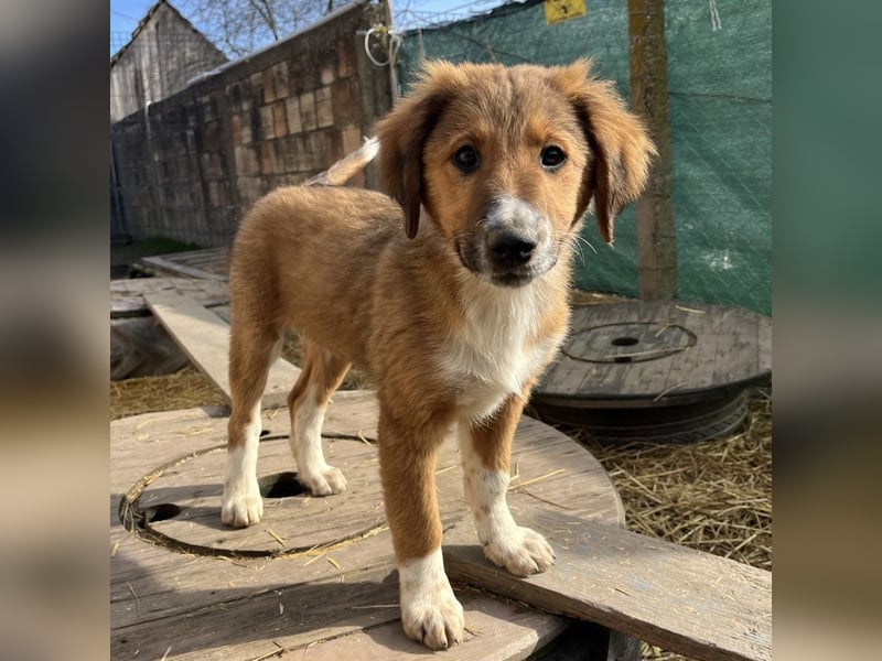 Rumi ein kleiner großer Schatz