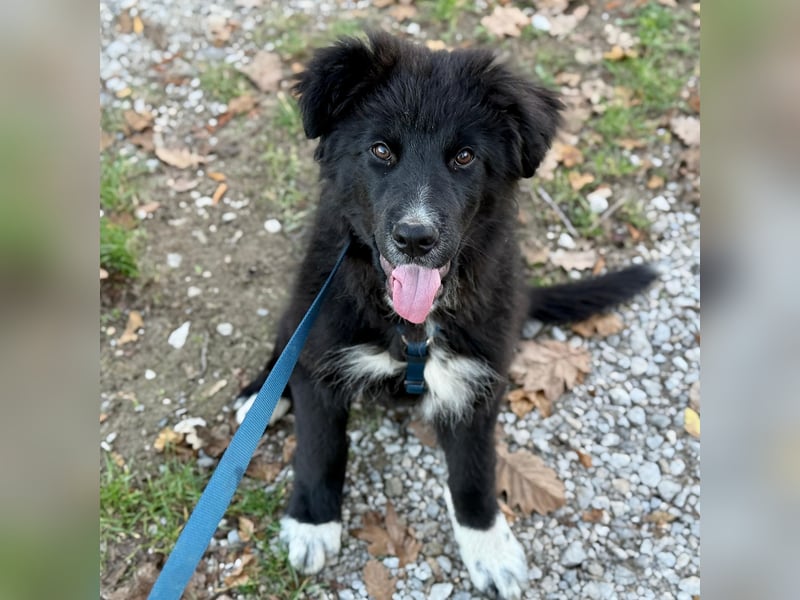 Minja ein braver Welpenbub