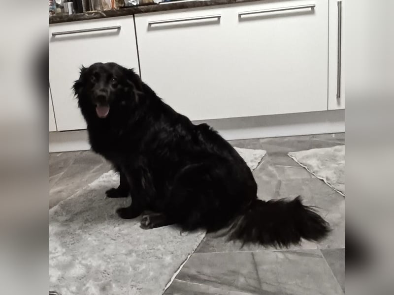 Lika eine schwarze Perle zum lieb haben